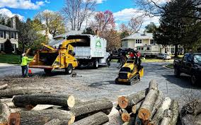 Best Tree Risk Assessment  in Carnesville, GA