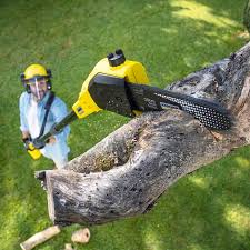 Best Sod Installation  in Carnesville, GA