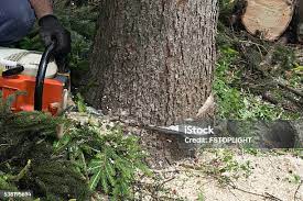 Best Utility Line Clearance  in Carnesville, GA