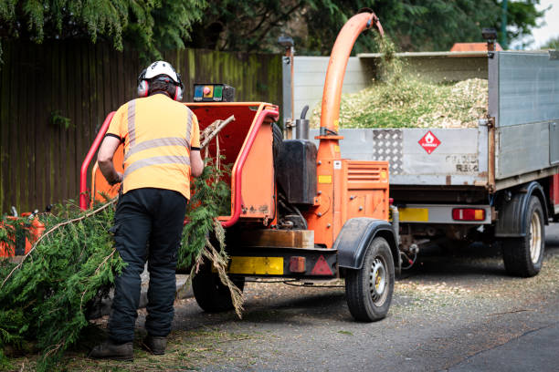 Best Pest Control for Lawns  in Carnesville, GA