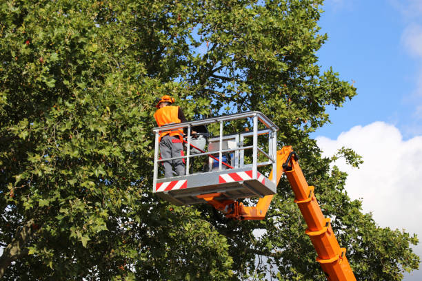 Best Arborist Consultation Services  in Carnesville, GA