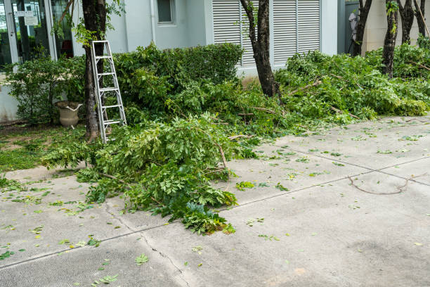 Best Tree Cabling and Bracing  in Carnesville, GA