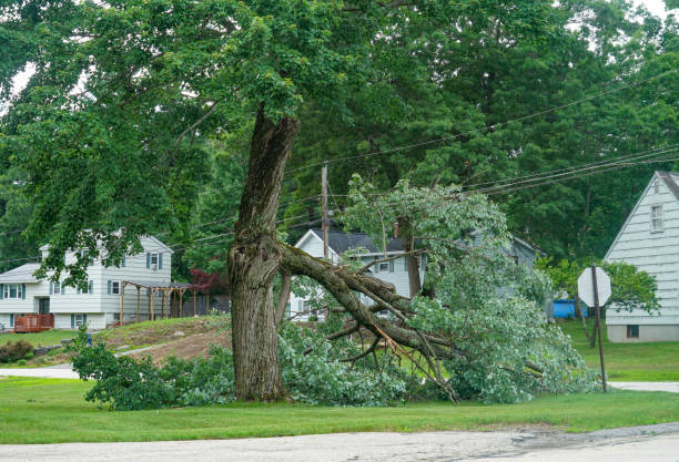 Trusted Carnesville, GA Tree Services Experts