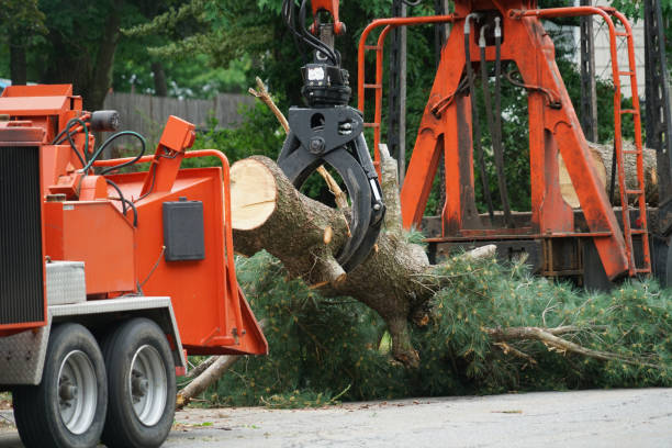 Best Tree Health Inspection  in Carnesville, GA