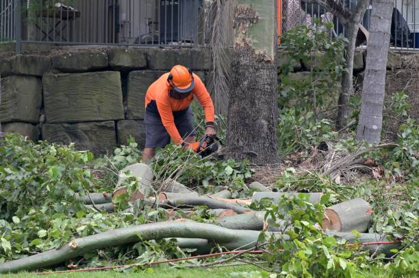 Best Storm Damage Tree Cleanup  in Carnesville, GA
