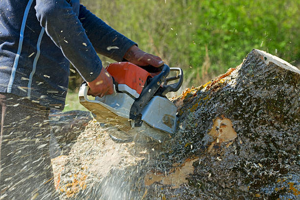 Best Seasonal Cleanup (Spring/Fall)  in Carnesville, GA