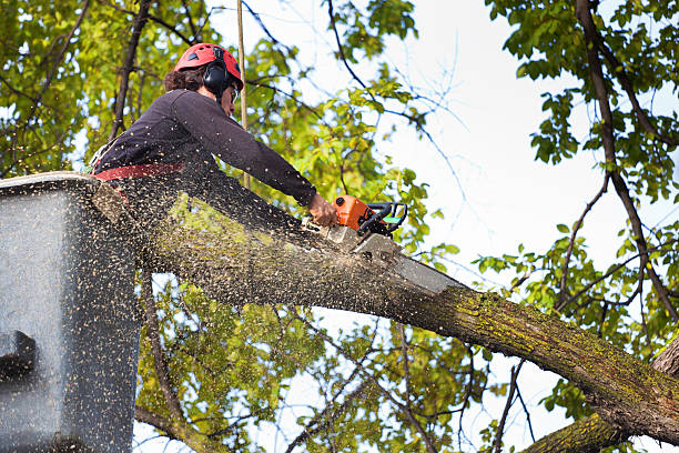 Best Organic Lawn Care Solutions  in Carnesville, GA