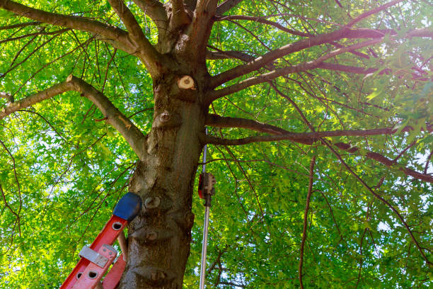 How Our Tree Care Process Works  in  Carnesville, GA